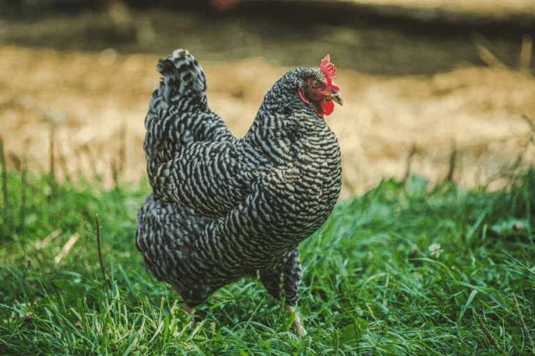 Кури породи Домінант: характеристика, утримання та продуктивність