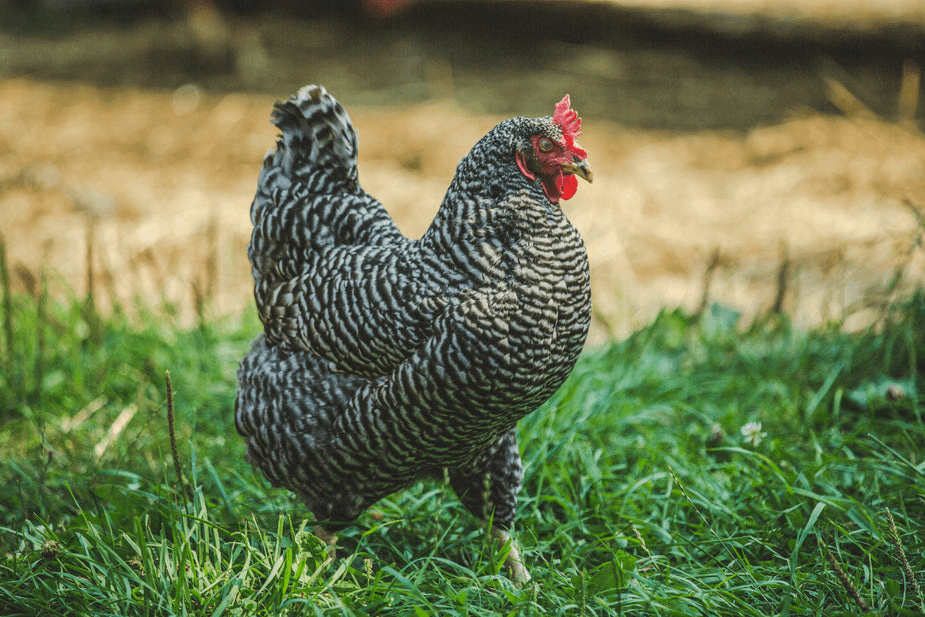 Кури породи Домінант: характеристика, утримання та продуктивність