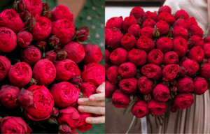 Троянди Piano (в т.ч. Red Piano): посадка, формування, догляд