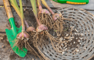 Коли викопувати гладіолуси восени