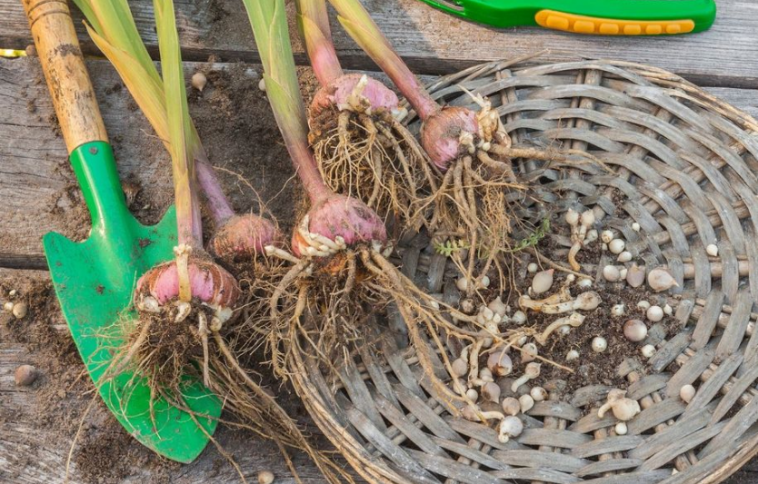Коли викопувати гладіолуси восени