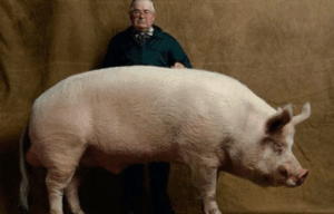 Найбільша порода свиней у світі