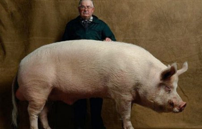 Найбільша порода свиней у світі