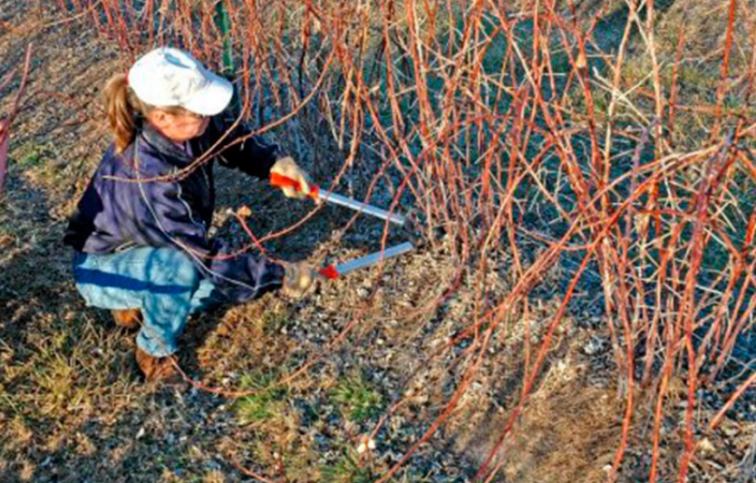 Обрізка ожини восени: поради садівникам