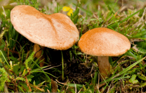 Решетняк гриб: опис і особливості збору