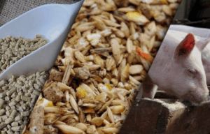 Комбікорм для свиней: склад і користь