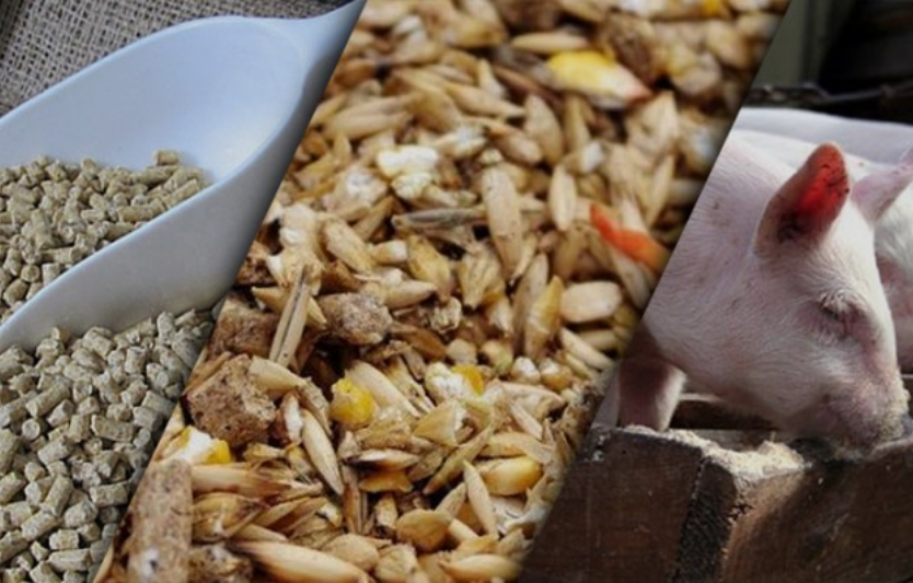 Комбікорм для свиней: склад і користь