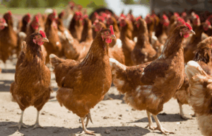 Кури Ломан Браун: опис, догляд, продуктивність