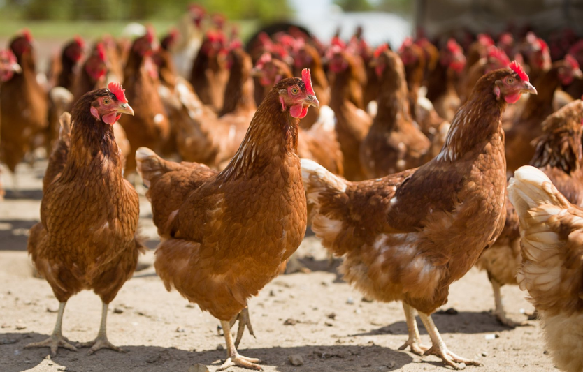 Кури Ломан Браун: опис, догляд, продуктивність