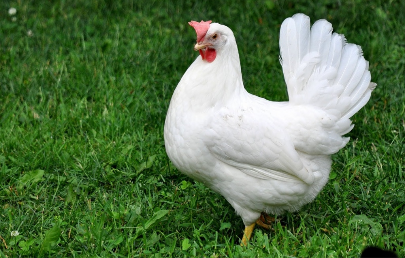 Кури Леггорн: порода, продуктивність і догляд