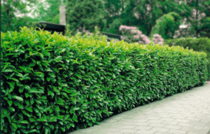 Вічнозелені кущі: 5 найкращих для ділянки