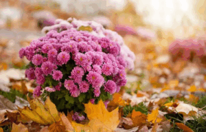 Хризантеми восени: догляд і пересадка