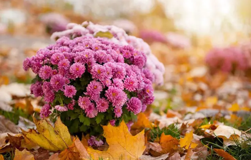 Хризантеми восени: догляд і пересадка