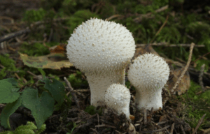 Гриб дощовик: користь і шкода