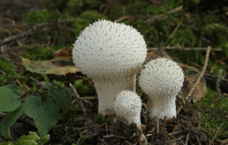 Гриб дощовик: користь і шкода