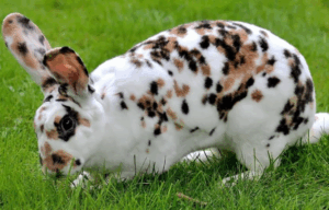 Породи кролів: найкращі варіанти для домашнього розведення