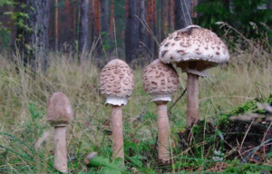 Гриби парасольки: опис і користь