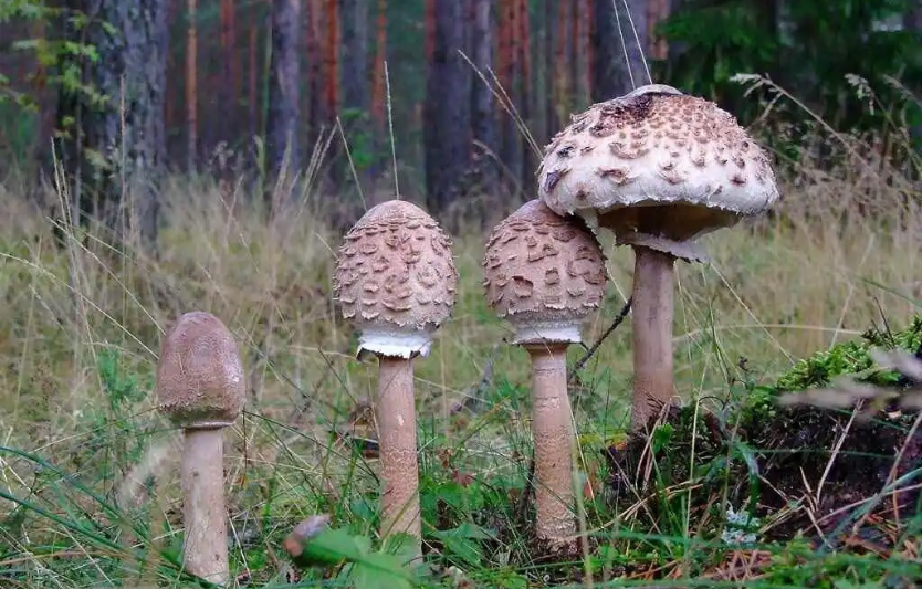 Гриби парасольки: опис і користь