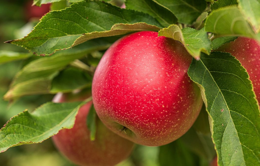 10 найкращих сортів яблук для саду