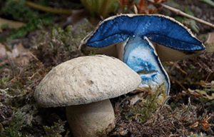 Синяк гриб: особливості та кулінарне використання