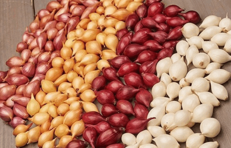 Насіння цибулі на зиму: як і коли сіяти