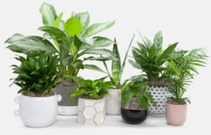 Невибагливі кімнатні рослини: 10 варіантів, які ростуть без складного догляду