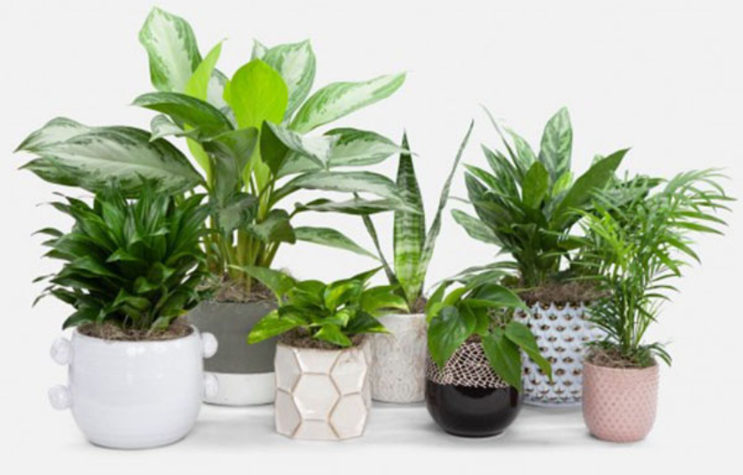 Невибагливі кімнатні рослини: 10 варіантів, які ростуть без складного догляду