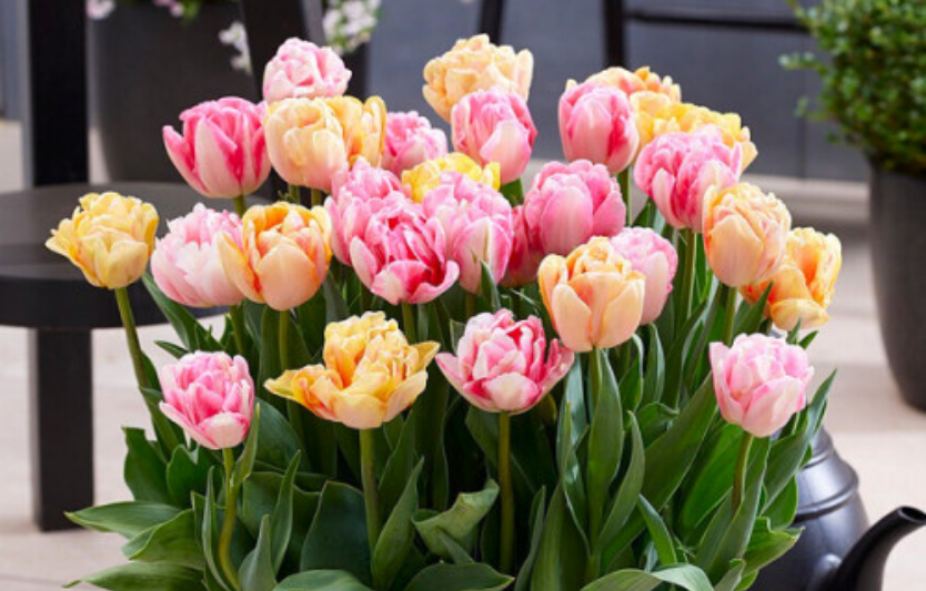 Цибулини тюльпанів оптом: що варто знати