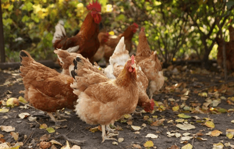 Породи курей для господарства: несучі та м’ясо-яєчні