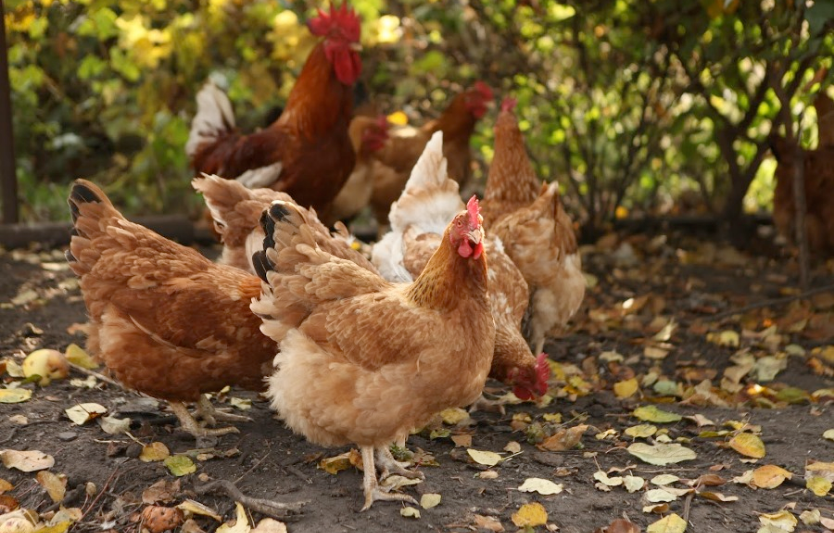 Породи курей для господарства: несучі та м’ясо-яєчні