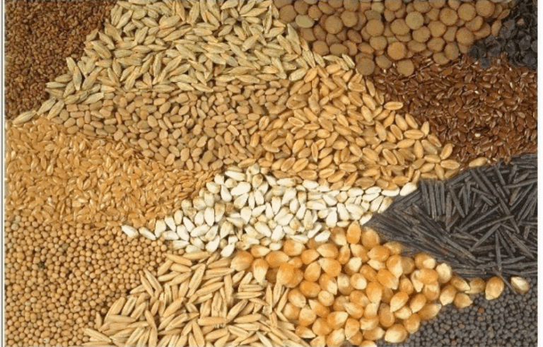 Насіння ярих культур: вибір сортів для врожаю