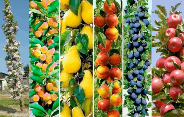 Колоновидні дерева для присадибного господарства