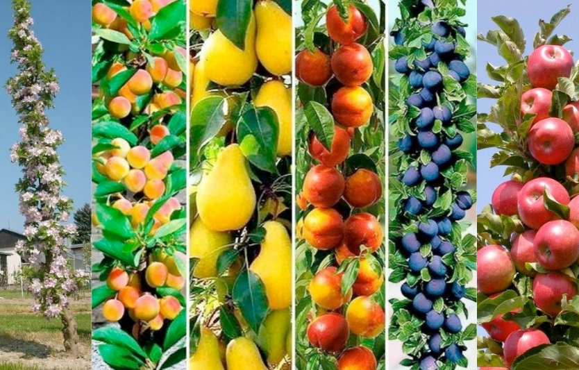 Колоновидні дерева для присадибного господарства