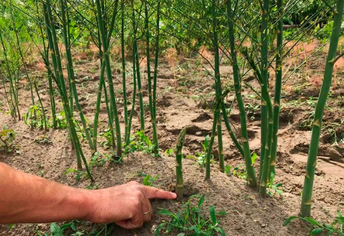 🌿 Аспарагус на власній ділянці: секрети успішної посадки та догляду