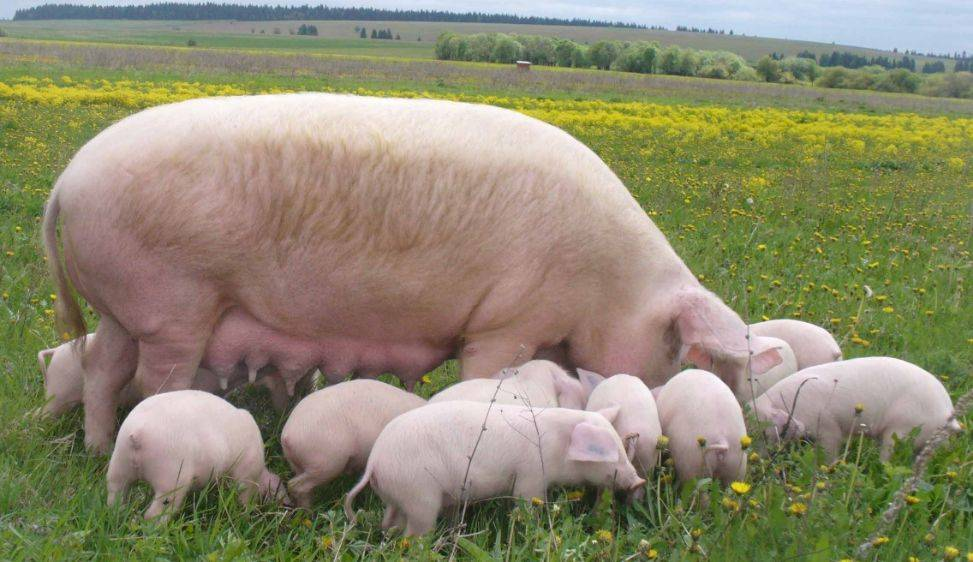 🐖 Найбільша порода свиней: особливості вирощування та догляду